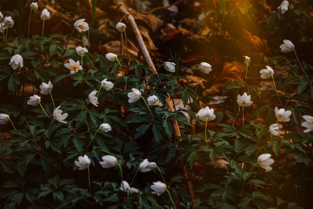 Valkoisia kukkia ilta-auringon kajossa tumman vihreiden lehtien joukossa.